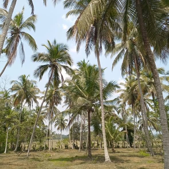 Coconut Lands for sale in Kurunegala, Kurunegala — කුරුණෑගල කලුගමුව - වාරියපොල ප්‍රධාන පාරට 70m දුරින් අක්කර 1.5 පර්ච් 24 විකිණීමට