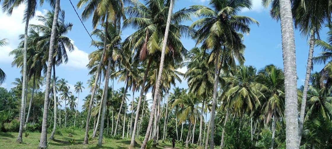 Coconut Lands for sale in Kurunegala, Kurunegala — කුරුණෑගල, වැල්ලව පොල් අක්කර 5 ඉඩම