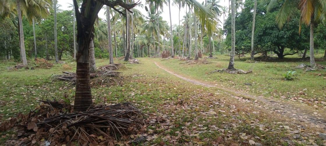 Coconut Lands for sale in Kurunegala, Kurunegala — Kurunegala—වැල්ලව කාපට් පාරකට මුහුනලා පොල් අක්කර 16 ක් විකිනිමට